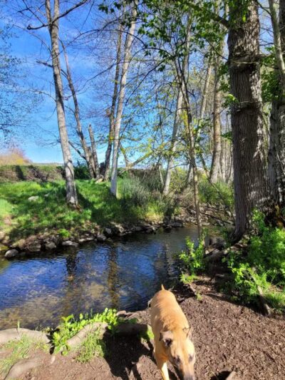 Ashland Dog Park - Ashland, OR