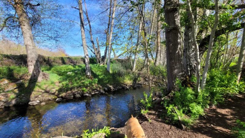 Ashland Dog Park - Ashland, OR