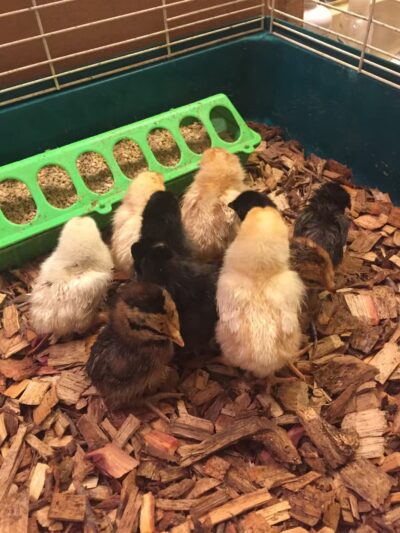 Friends in RV Spaces - Azle, TX