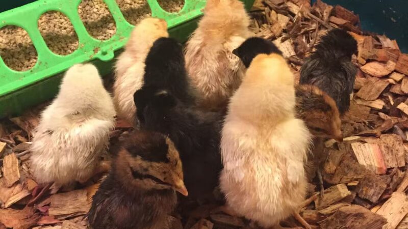 Friends in RV Spaces - Azle, TX