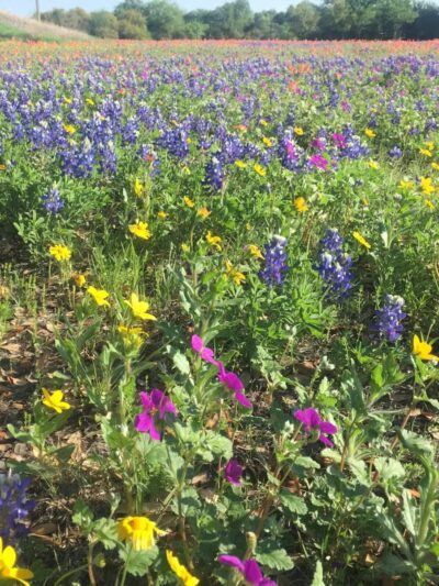 Friends in RV Spaces - Azle, TX