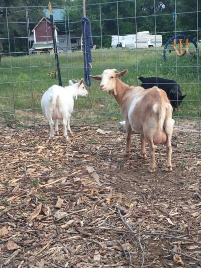 Friends in RV Spaces - Azle, TX