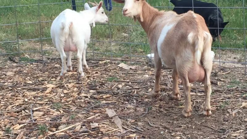 Friends in RV Spaces - Azle, TX