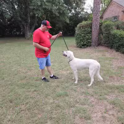 Paws for Christ K-9 Training - Azle, TX