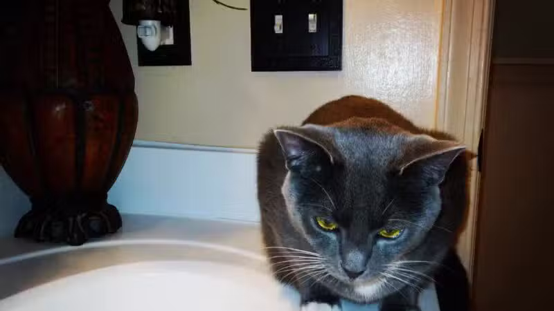 Baltimore County Animal Services - Baldwin, MD