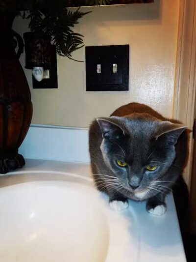 Baltimore County Animal Services - Baldwin, MD