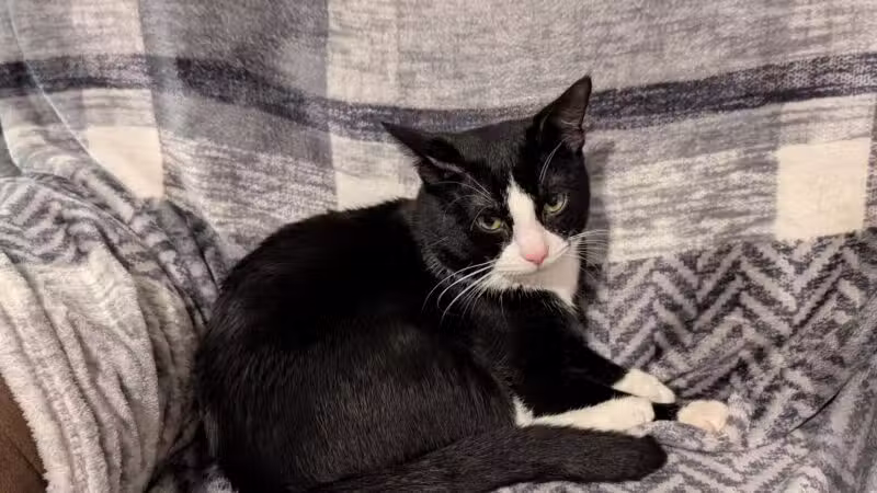 Baltimore County Animal Services - Baldwin, MD
