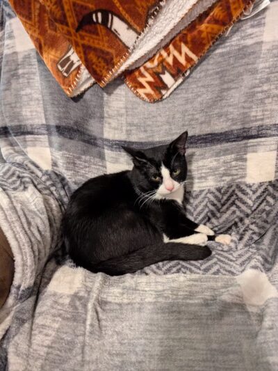 Baltimore County Animal Services - Baldwin, MD