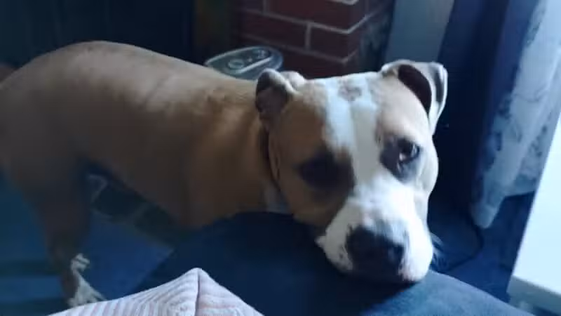 Baltimore County Animal Services - Baldwin, MD