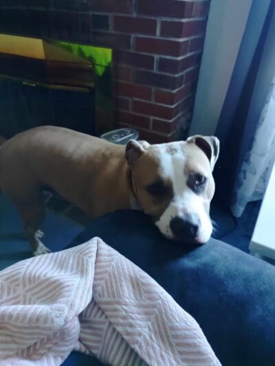 Baltimore County Animal Services - Baldwin, MD