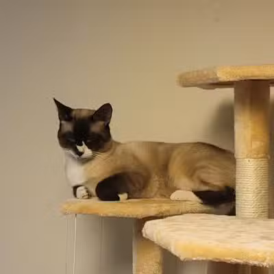 Baltimore County Animal Services - Baldwin, MD