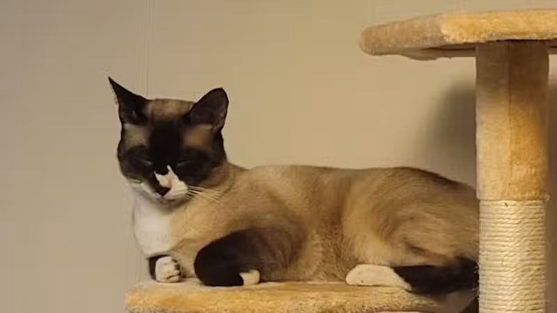 Baltimore County Animal Services - Baldwin, MD