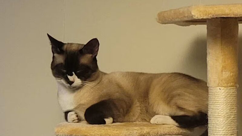 Baltimore County Animal Services - Baldwin, MD