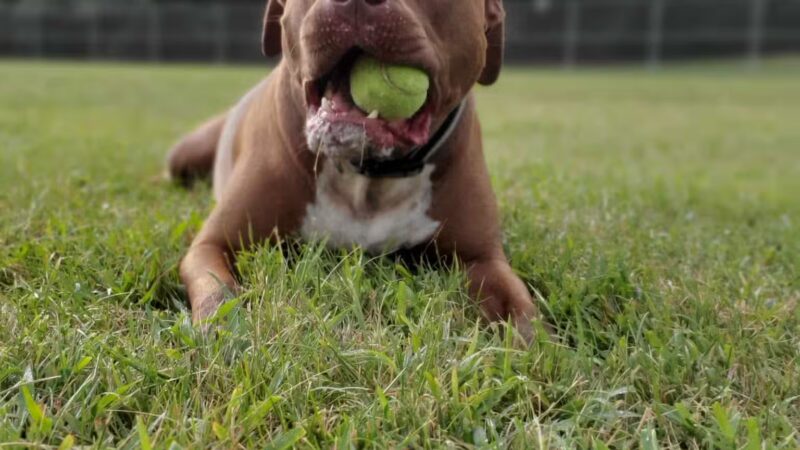 Dog Park at Southwest Area Park - Baltimore Highlands, MD