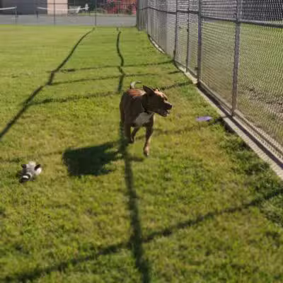 Dog Park at Southwest Area Park - Baltimore Highlands, MD