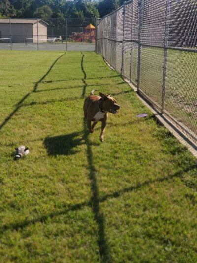 Dog Park at Southwest Area Park - Baltimore Highlands, MD