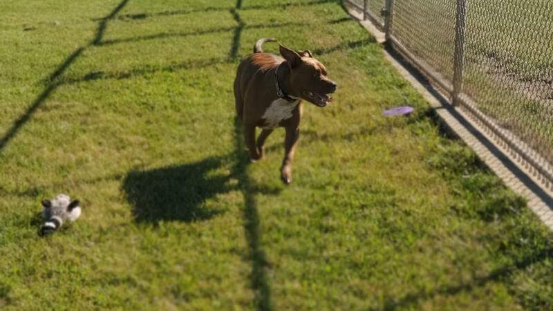 Dog Park at Southwest Area Park - Baltimore Highlands, MD