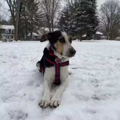 Bark Park - Baltimore, MD