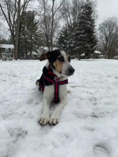 Bark Park - Baltimore, MD