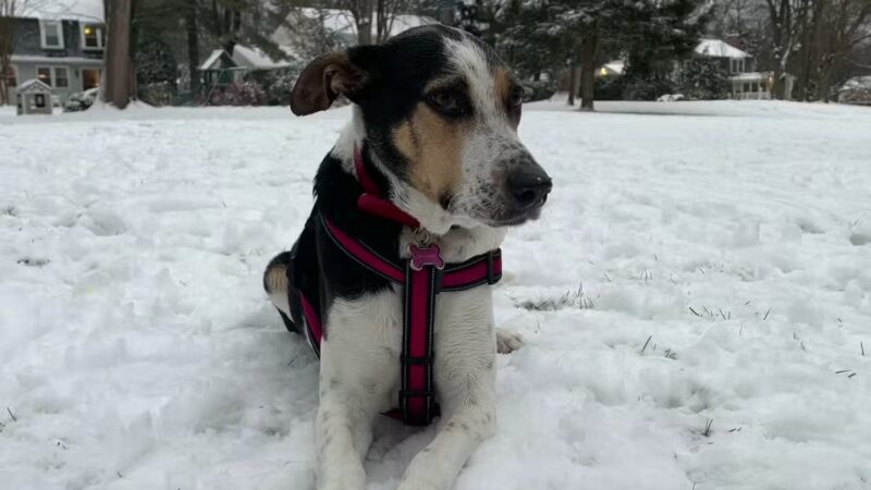 Bark Park - Baltimore, MD