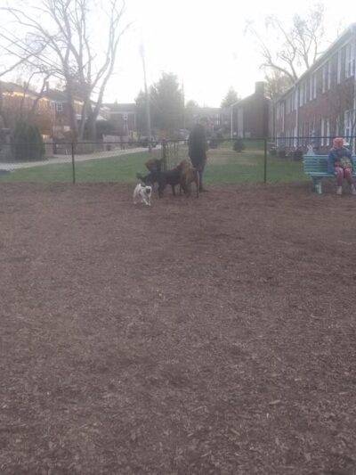 Bark Park - Baltimore, MD