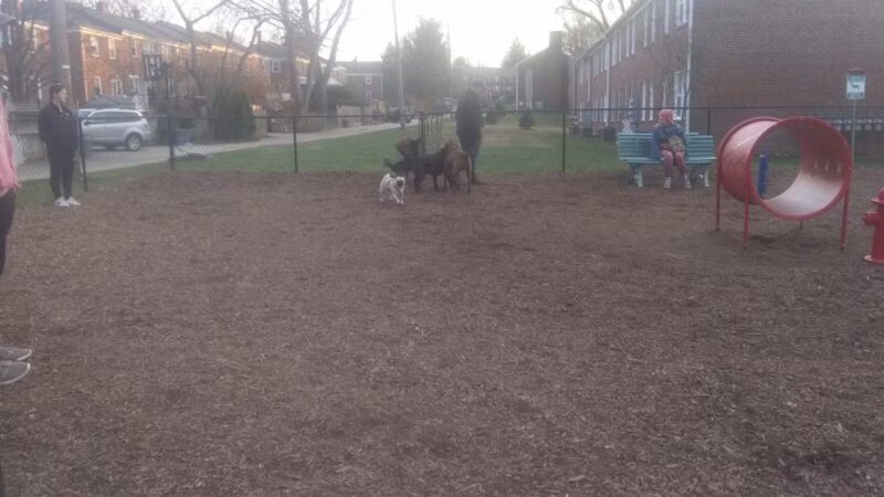 Bark Park - Baltimore, MD