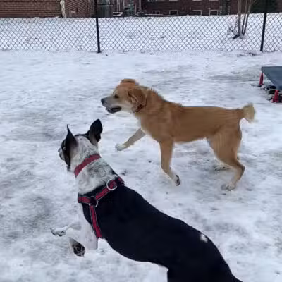 Bark Park - Baltimore, MD