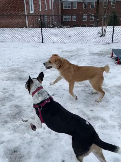 Bark Park - Baltimore, MD
