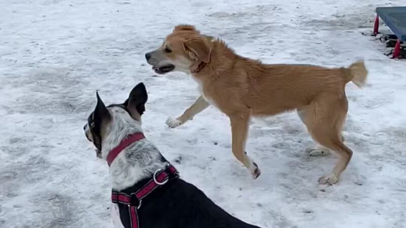 Bark Park - Baltimore, MD