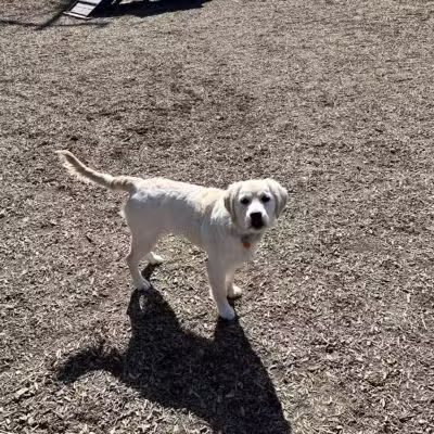 Bark Park - Baltimore, MD