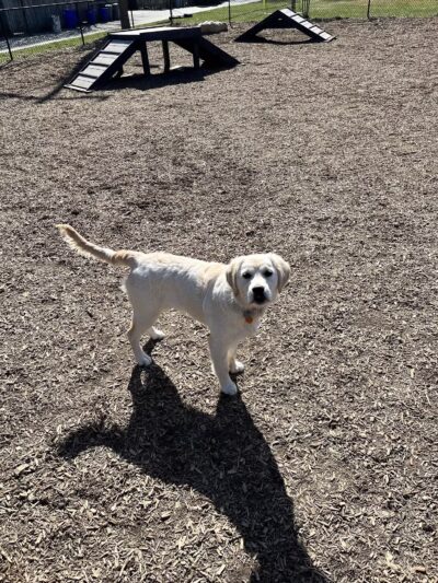 Bark Park - Baltimore, MD