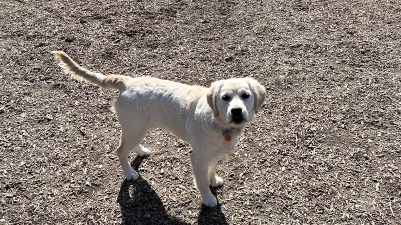 Bark Park - Baltimore, MD