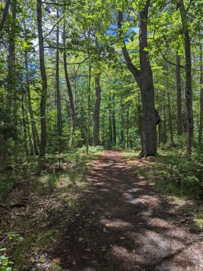 Brown Woods - Bangor, ME