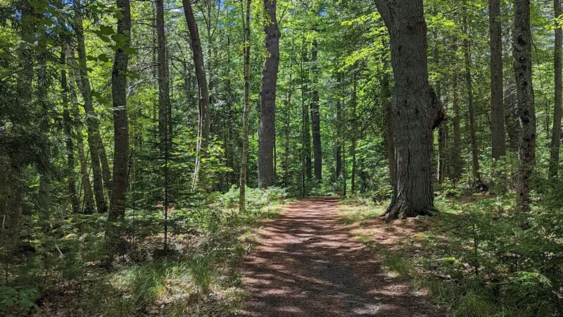 Brown Woods - Bangor, ME