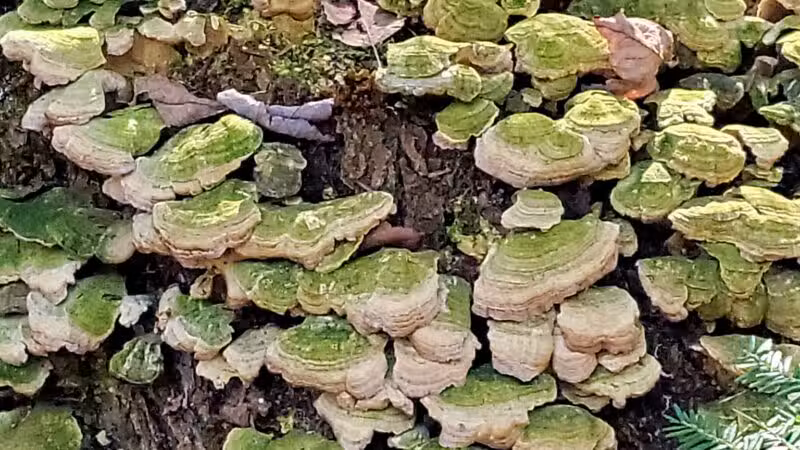 Brown Woods - Bangor, ME