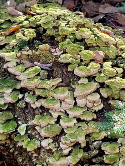 Brown Woods - Bangor, ME