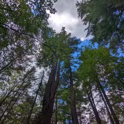 Brown Woods - Bangor, ME
