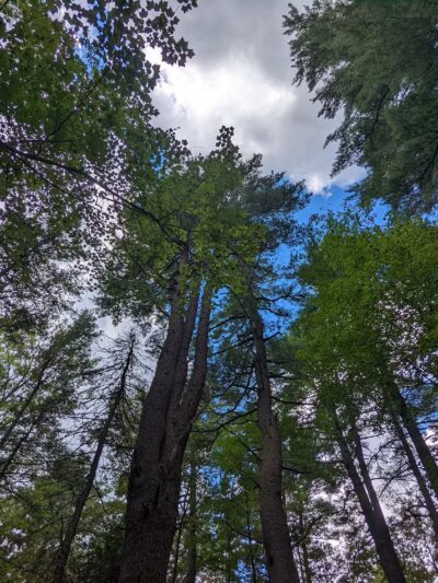 Brown Woods - Bangor, ME