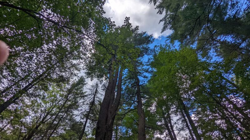 Brown Woods - Bangor, ME