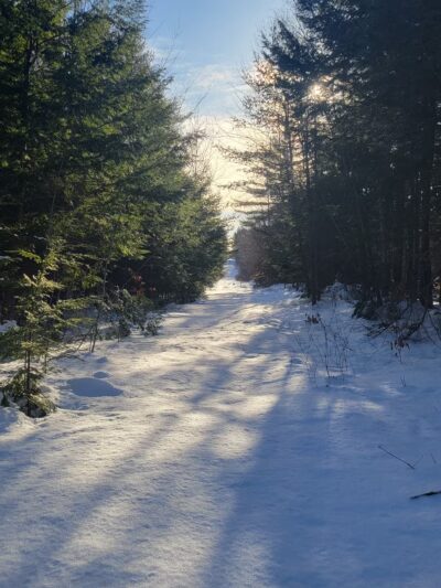 Brown Woods - Bangor, ME
