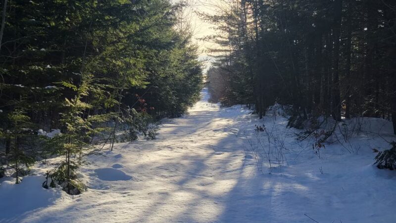 Brown Woods - Bangor, ME