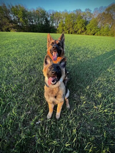 Liberty K9 Rescue Ranch - Barnum, MN