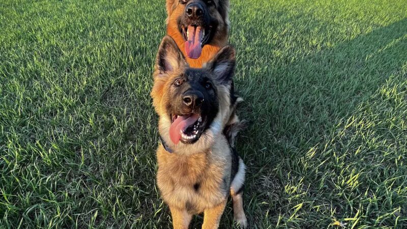 Liberty K9 Rescue Ranch - Barnum, MN