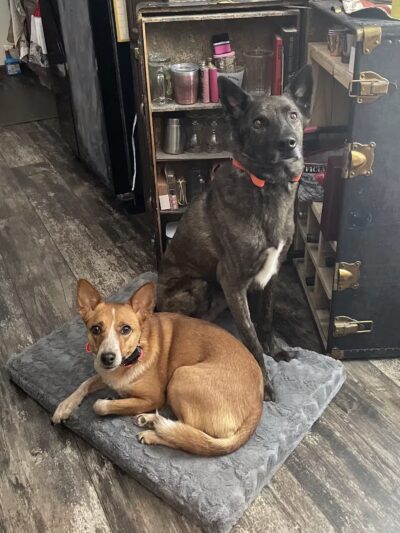 Liberty K9 Rescue Ranch - Barnum, MN