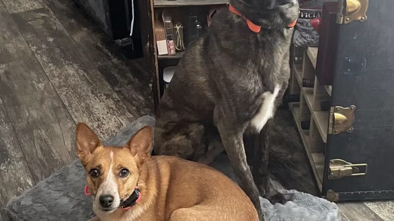 Liberty K9 Rescue Ranch - Barnum, MN