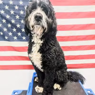 Liberty K9 Rescue Ranch - Barnum, MN