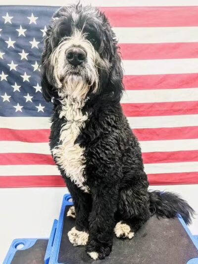 Liberty K9 Rescue Ranch - Barnum, MN