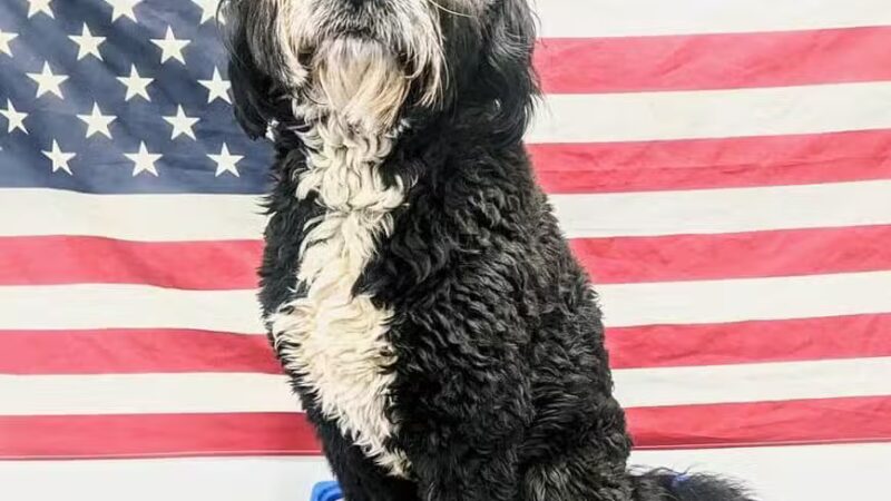 Liberty K9 Rescue Ranch - Barnum, MN