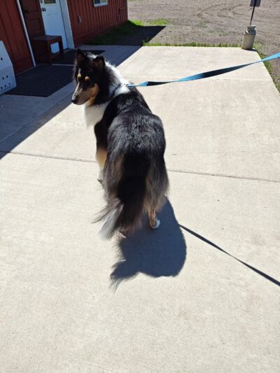 Liberty K9 Rescue Ranch - Barnum, MN