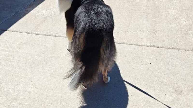 Liberty K9 Rescue Ranch - Barnum, MN